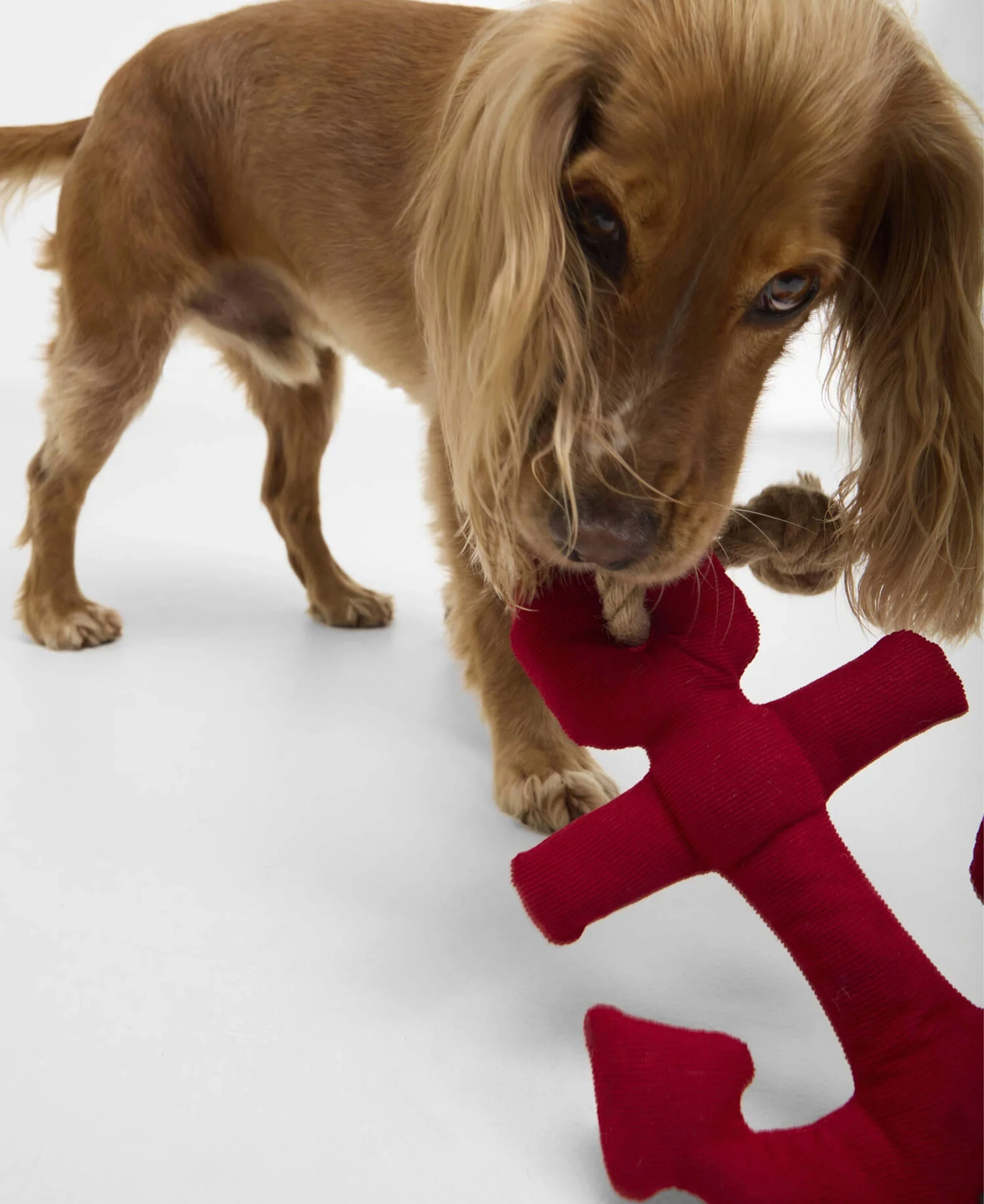 Dog Anchor Toy - Red - Image 2