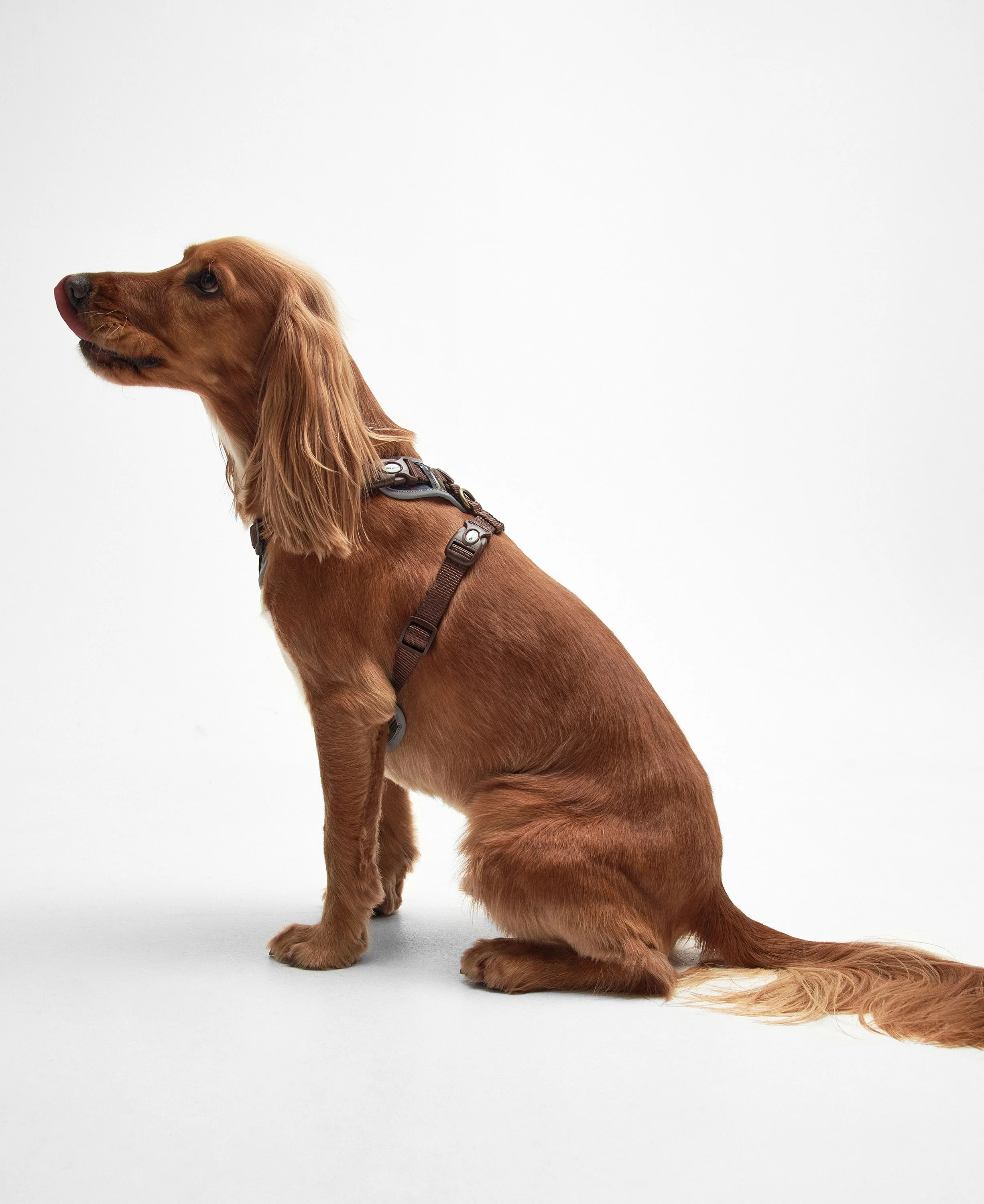 Fully Adjustable Harness - Classic Tartan - Image 3