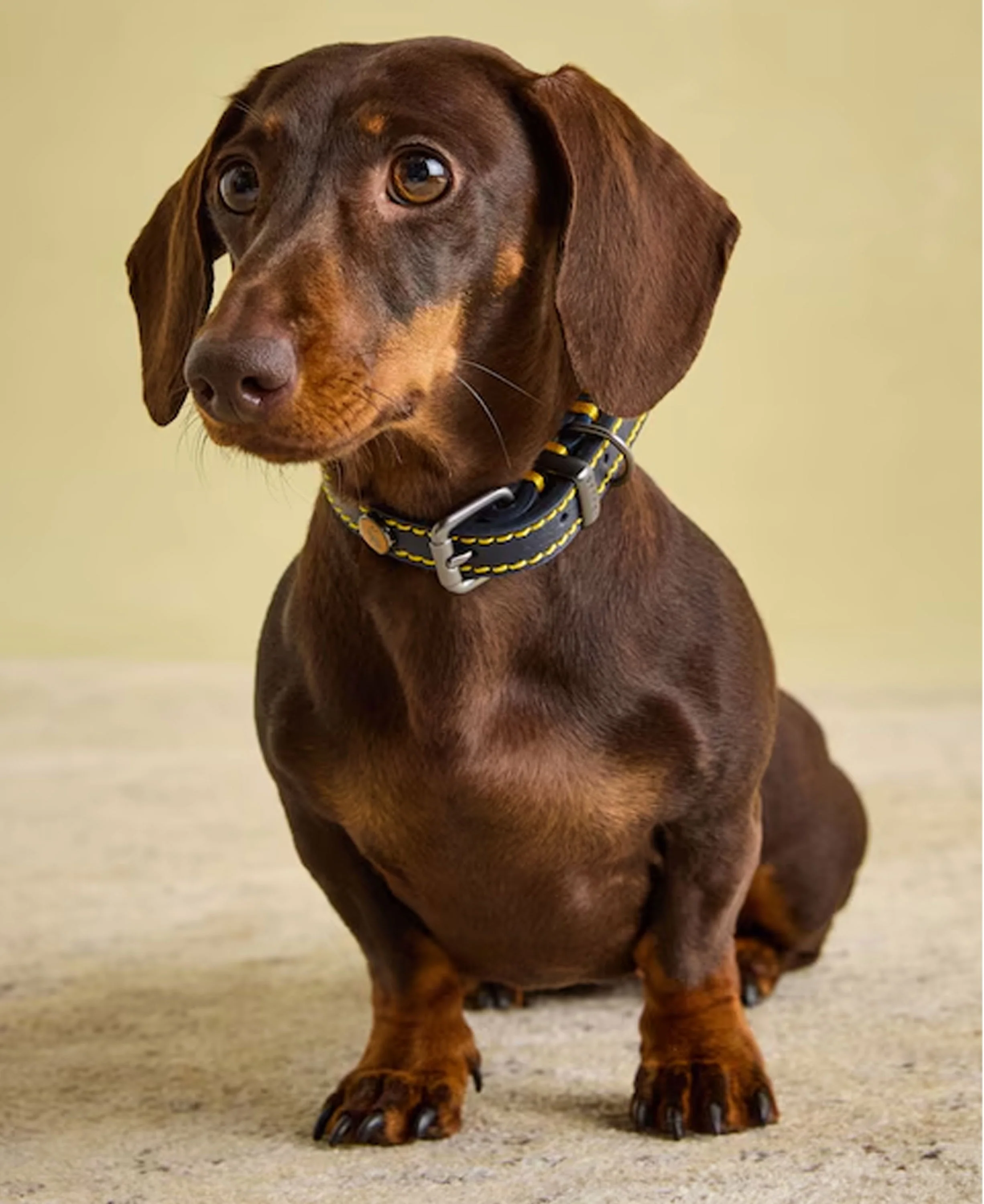 Leather Collar Small - Navy - Image 4