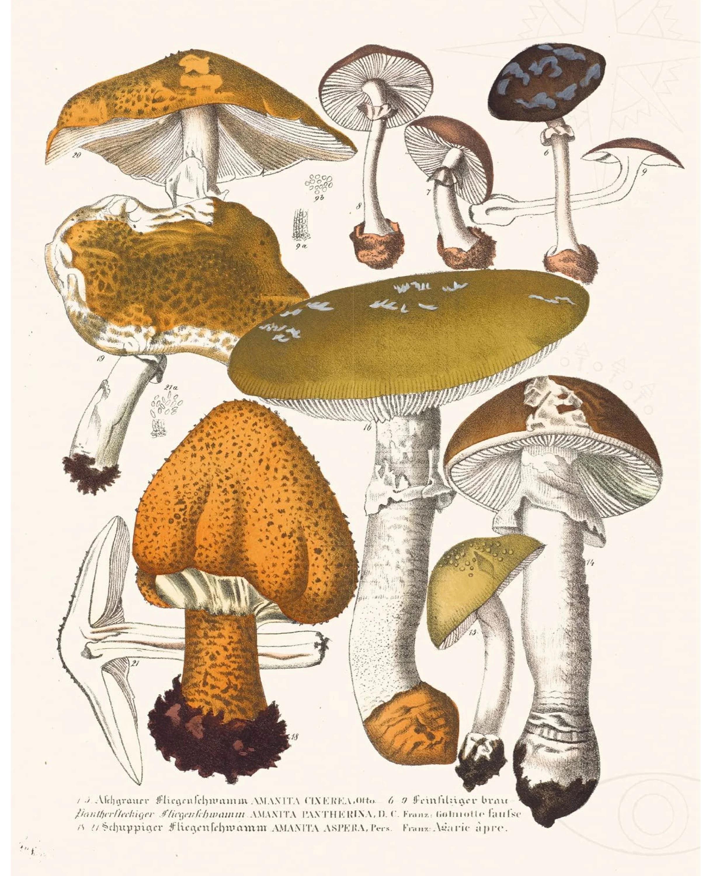Magic Of Mushrooms (Kew Gardens) (HB) - Image 3